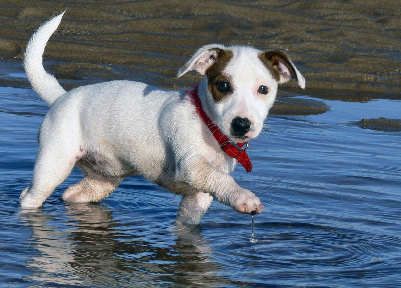 A Jack Russell puppy splashes around at the beach.